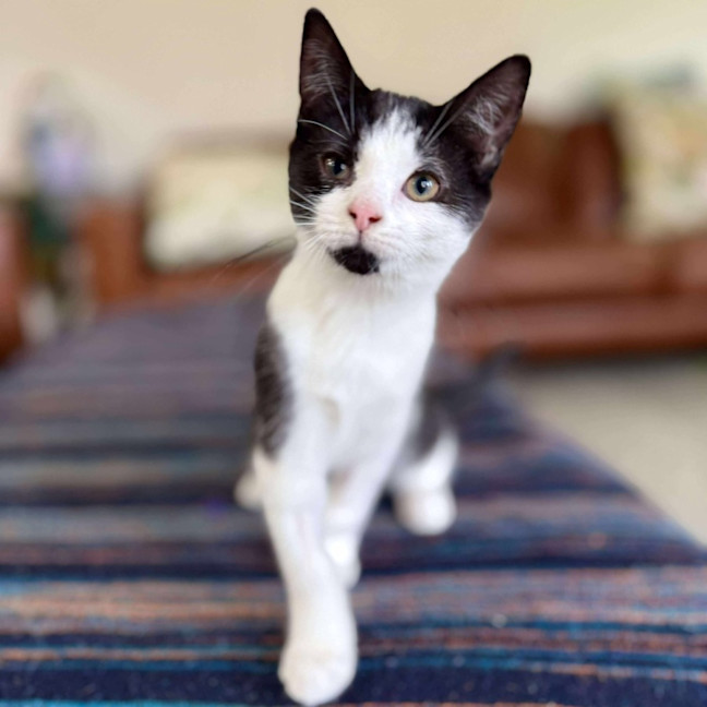 Photo of Aj   Located In Eltham