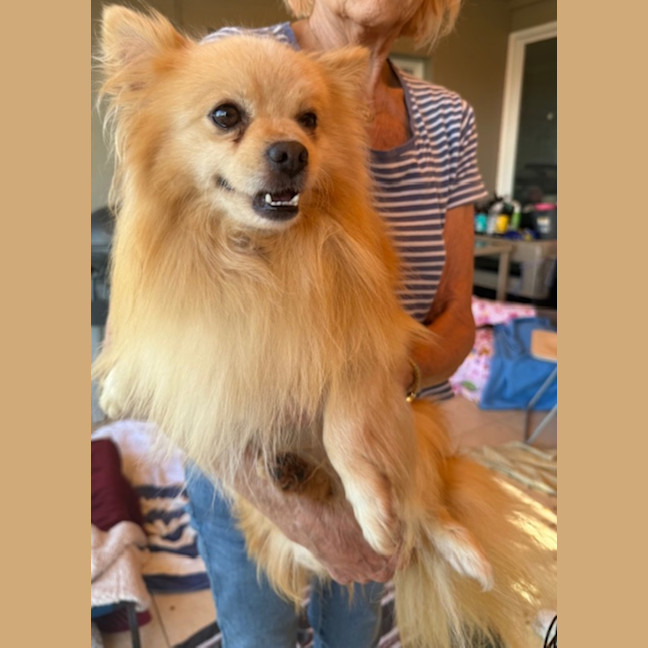 Photo of Toby