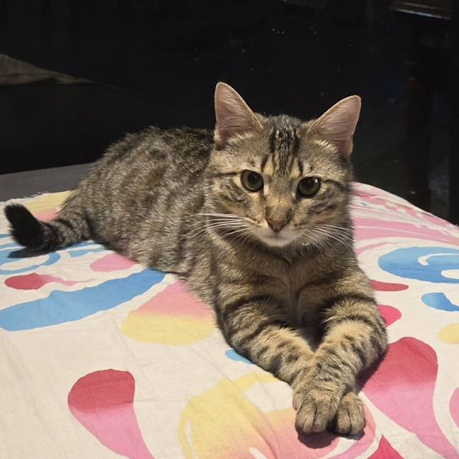 Photo of Chilli