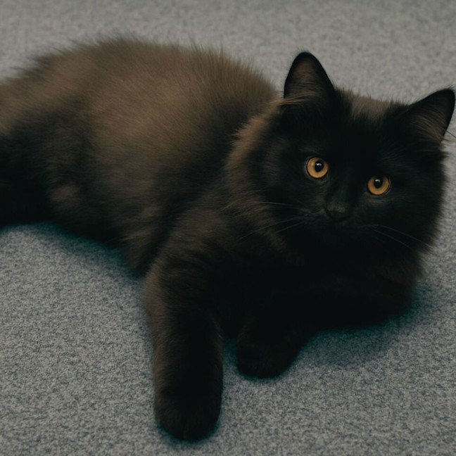 Photo of 💕 Phoebe & Joey 💕