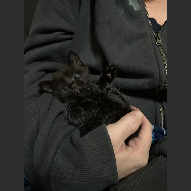 Photo of Twinkle Moo