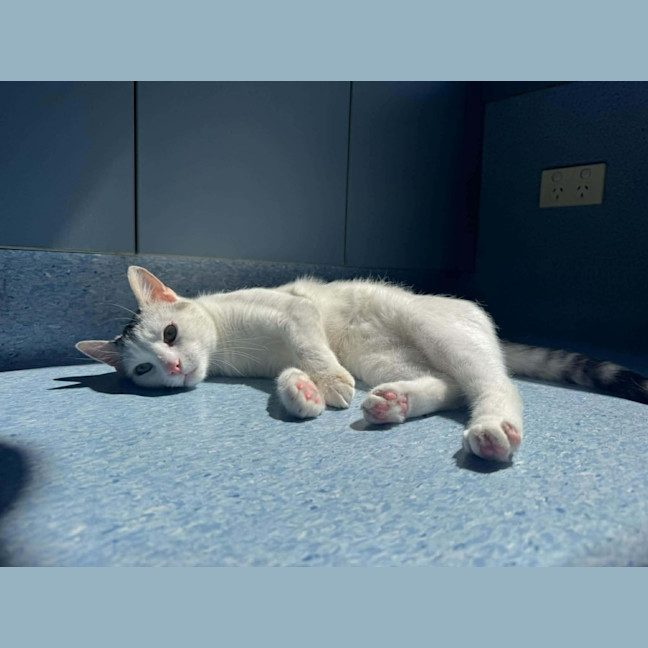 Photo of Neon   In Foster Care In Preston