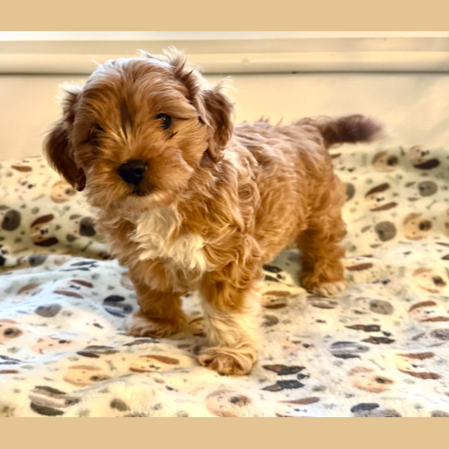Photo of Rosie