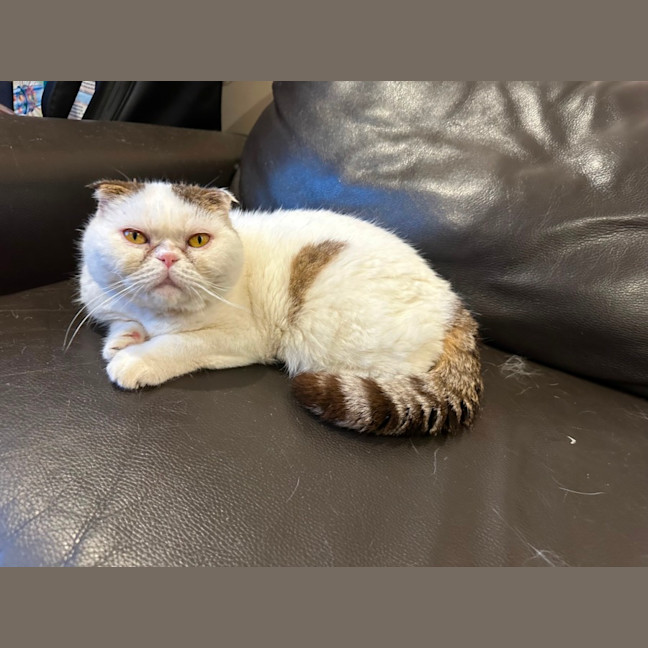Photo of Moji