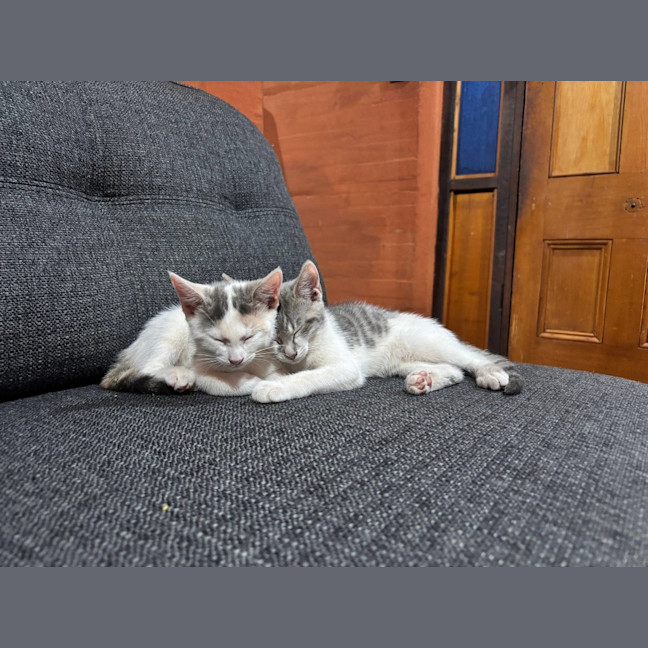 Photo of Lupin