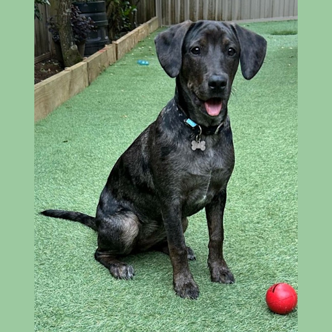 Photo of Charlotte 🌺 13 Month Old, Koolie X Labrador 