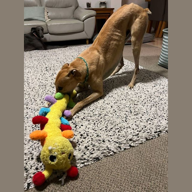 Photo of Bob, The Greyhound