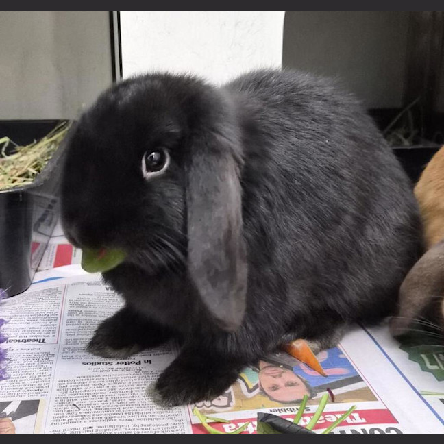 Photo of Mars (Bonded With Caramello)