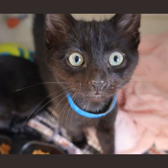 Photo of Shadow 