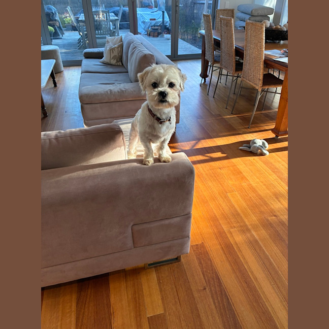 Photo of Biscuit