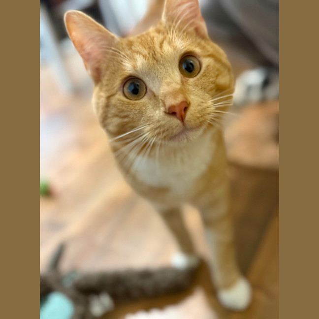 Photo of Woody 
