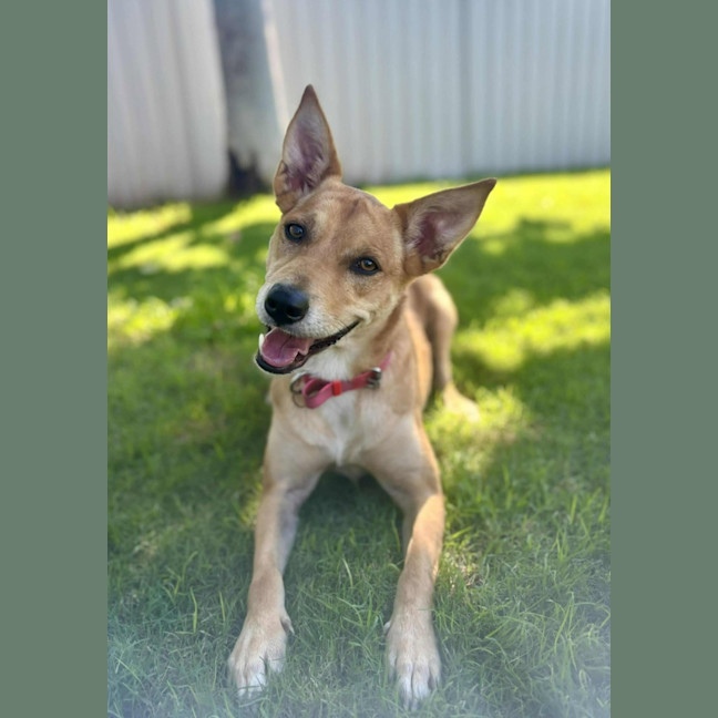 Photo of Frankie