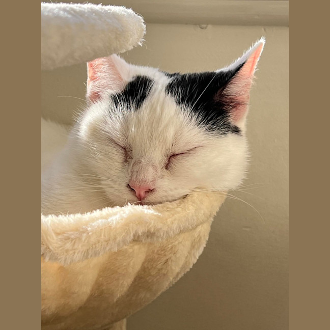Photo of Lilly