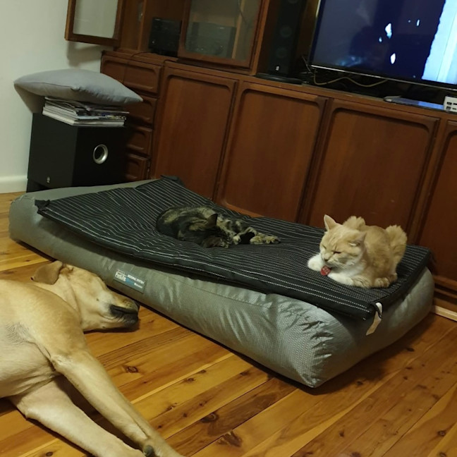 Photo of Rosalee & Sherlock   Assisted Rehome