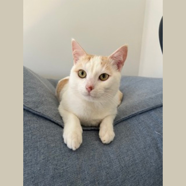 Photo of Snowy