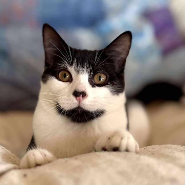 Photo of Sammy   Located In Eltham