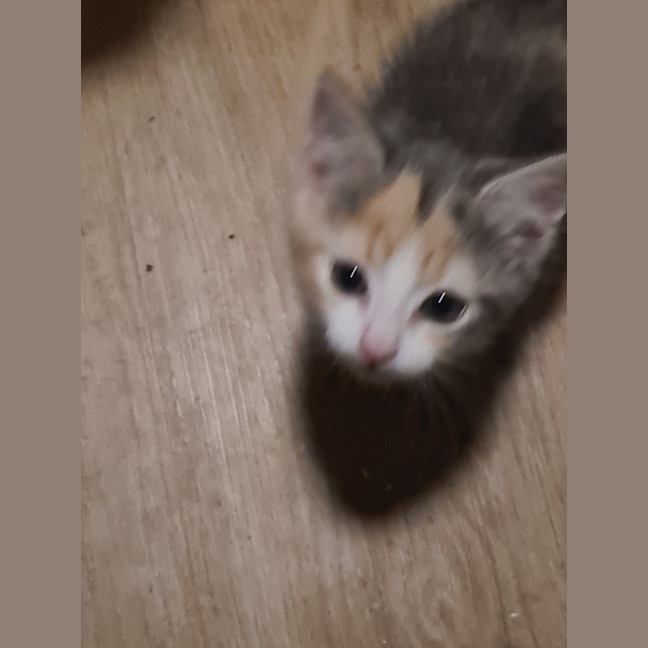 Photo of Sugar