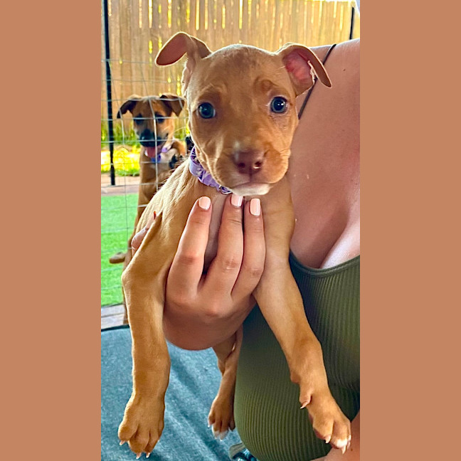 Photo of Willow   10 Week Old Staffy X  (Trial)