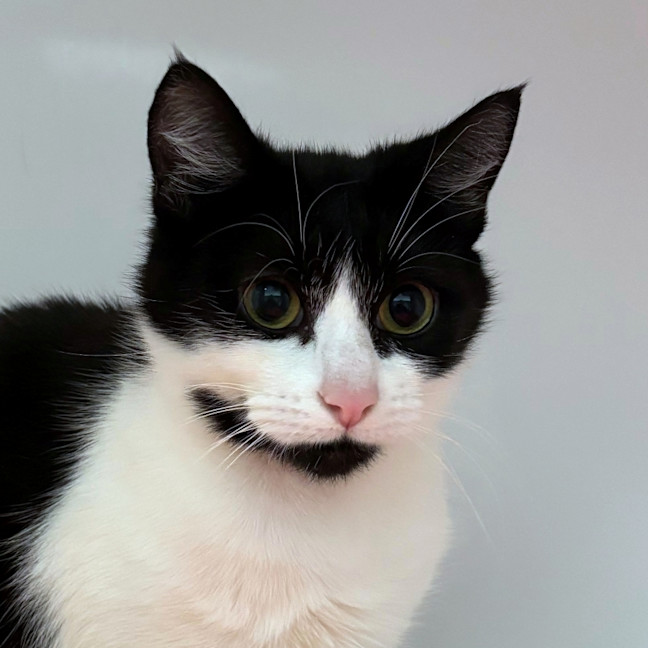 Photo of Samaira Sta014193