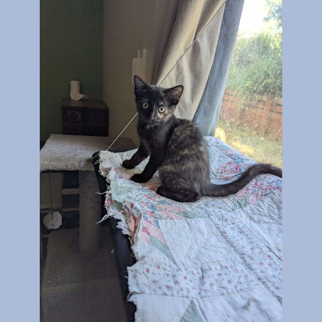 Photo of Diana (K40)