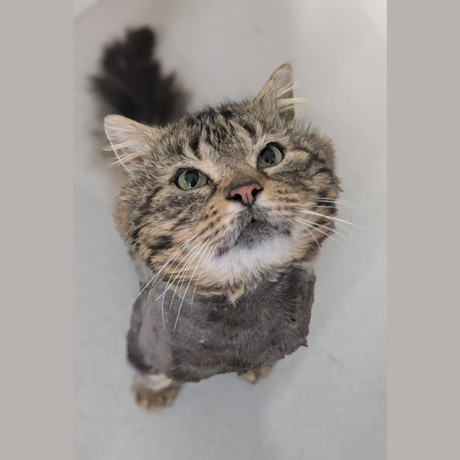 Photo of 🐟 Mahi Mahi 6469 🐟