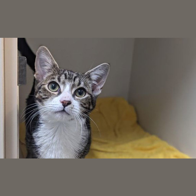 Photo of Romeo