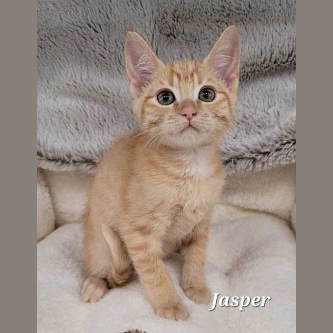 Photo of Jasper