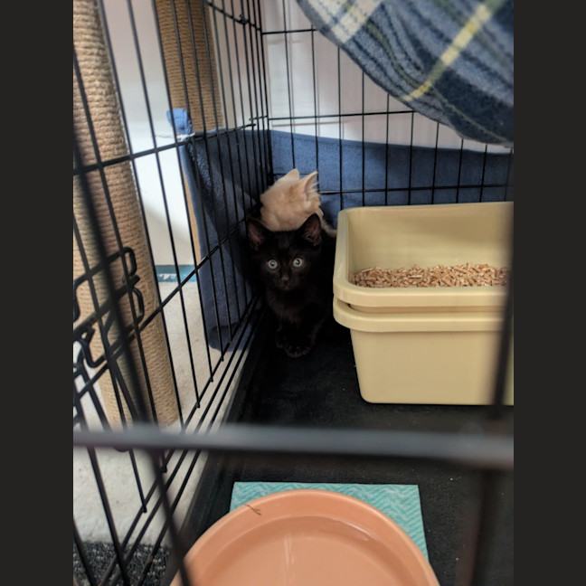 Photo of Batty Moo