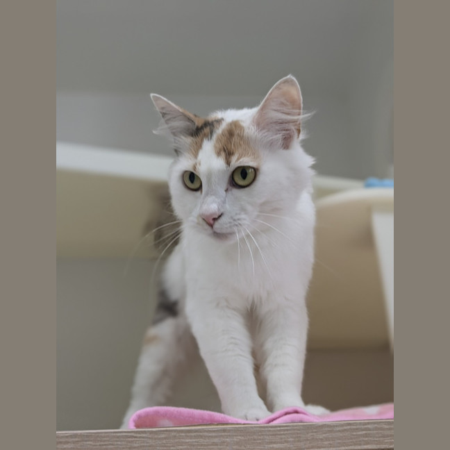 Photo of 🍹 Mimosa 5729 🍹