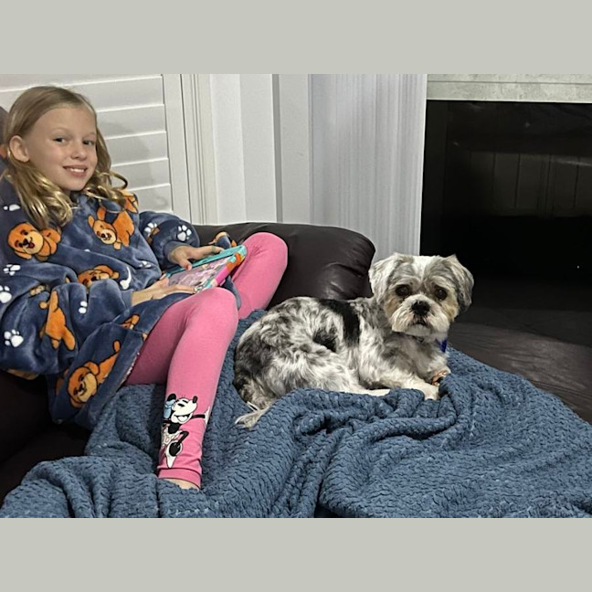 Photo of Roy   3 Year Old Maltese X Shih Tzu