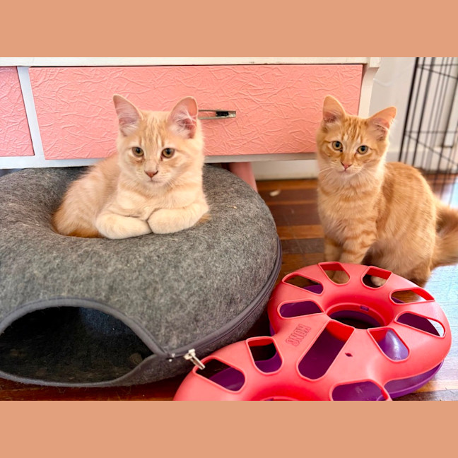 Photo of Sunny, Comet And Fox
