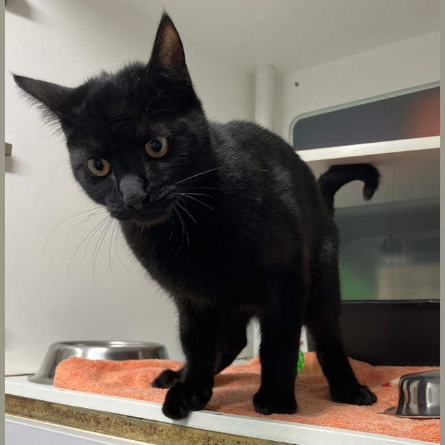 Photo of Kuro