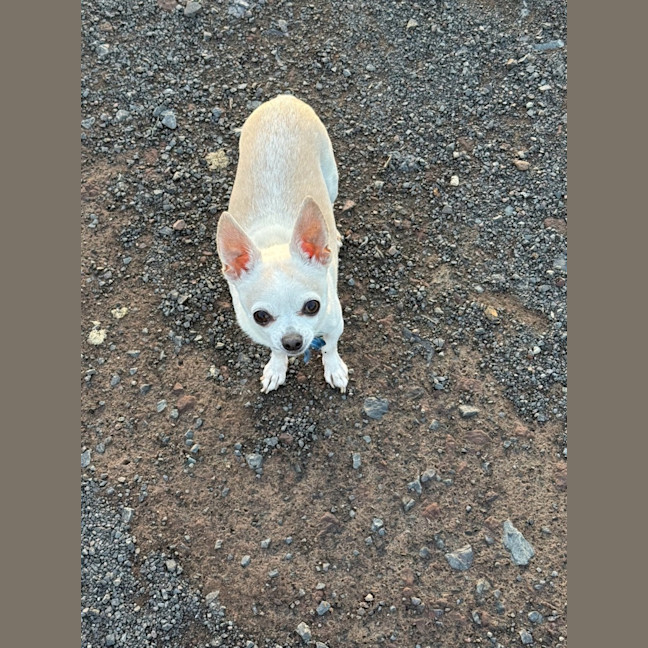 Photo of Chloe & Pepe
