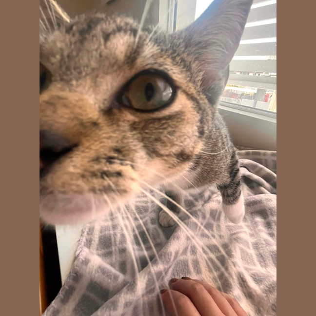 Photo of Schooner