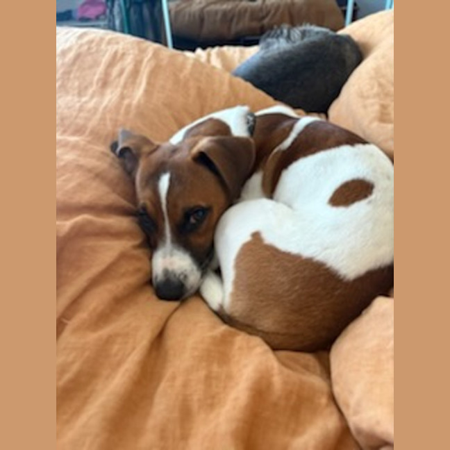 Photo of Pickles