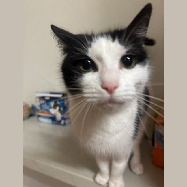 Photo of Helen* 9 Lives Project Rescue*