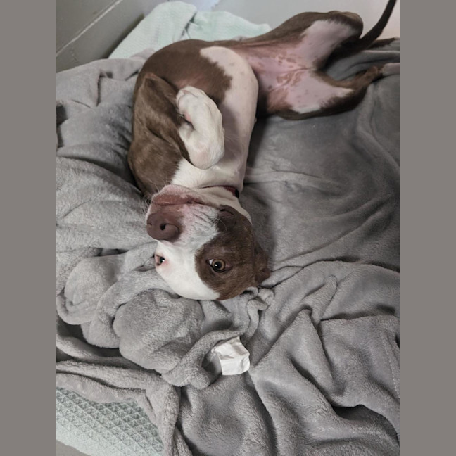 Photo of Stella 