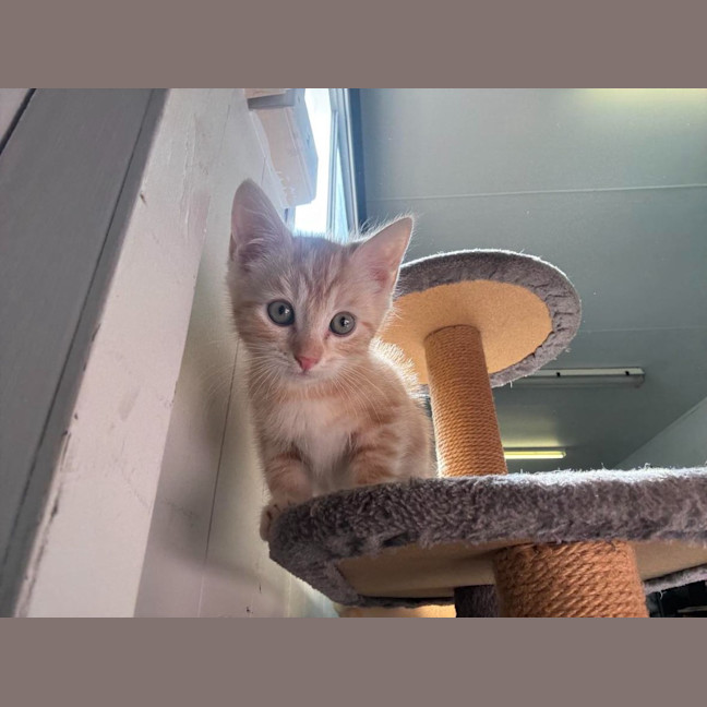 Photo of Dj Happy Paws