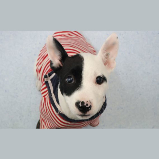 Photo of Patch 