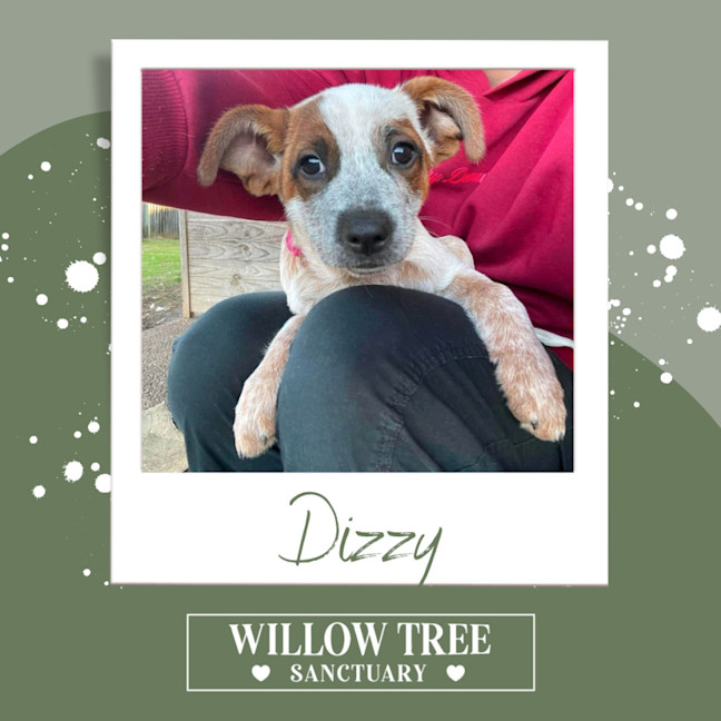 Photo of Dizzy
