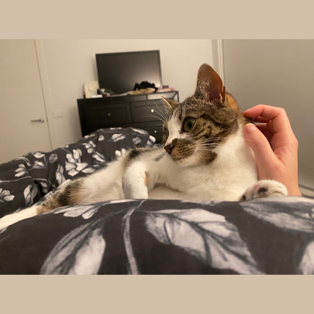 Photo of Blaze