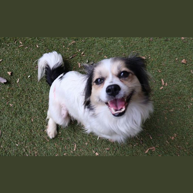 Photo of Pepper