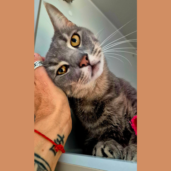 Photo of Smokey (7657)