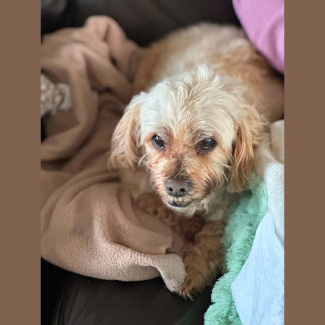 Photo of Noodle