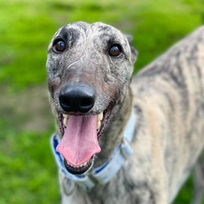 Photo of Wishbone The Greyhound
