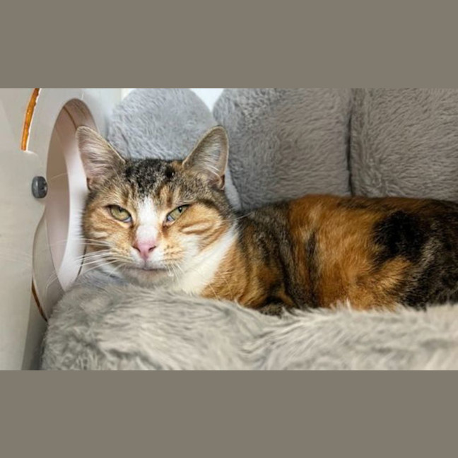 Photo of Pumpkin