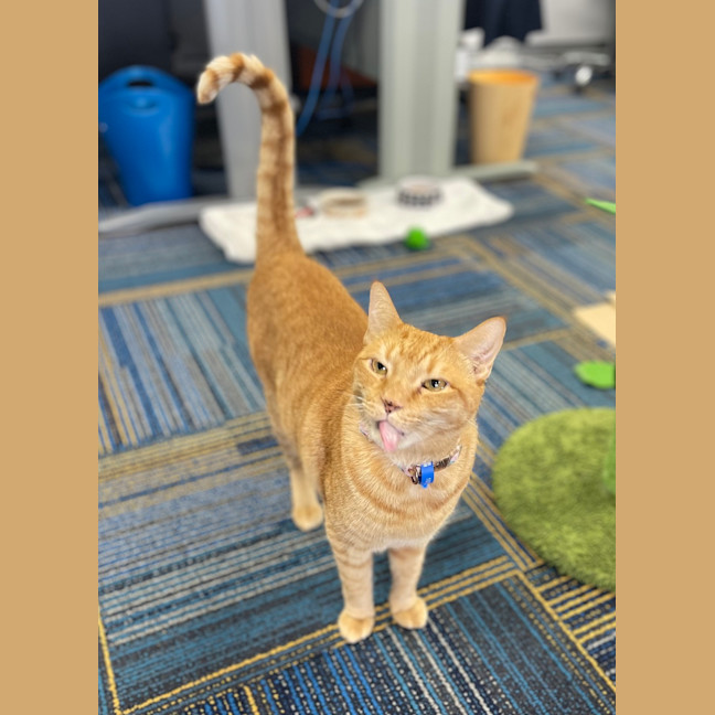 Photo of Romeo