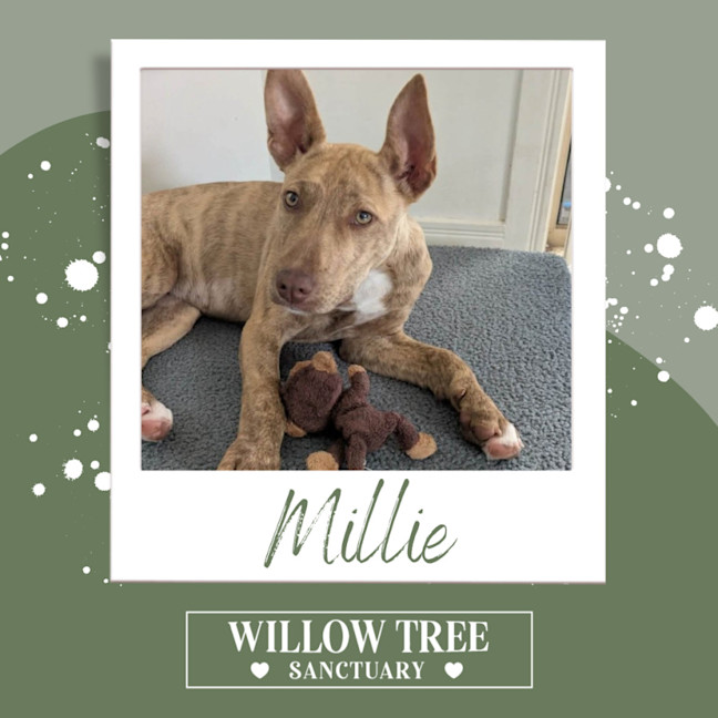 Photo of Millie