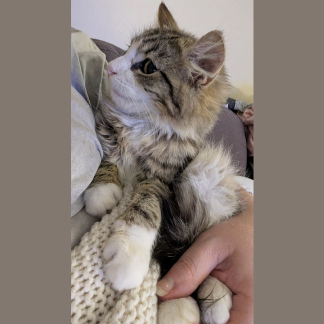 Photo of Marshmallow