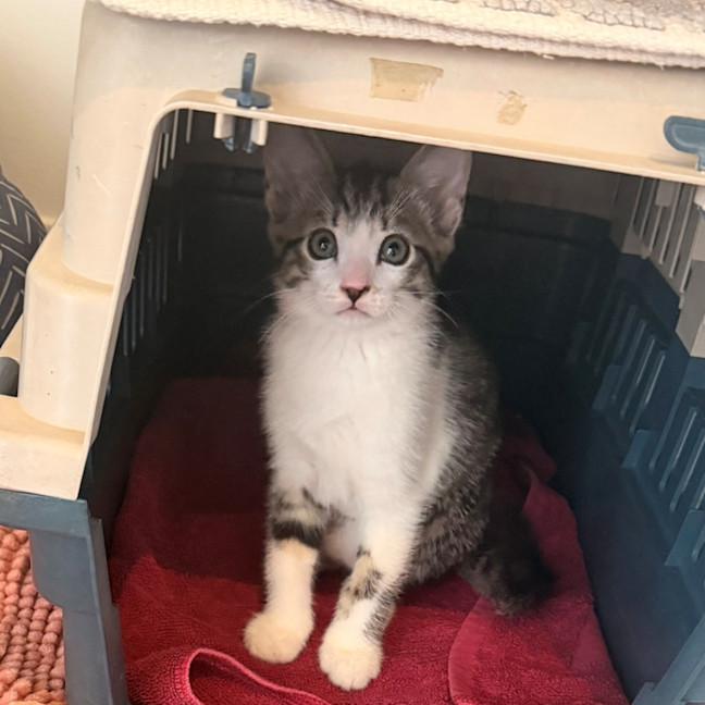 Photo of Stormy